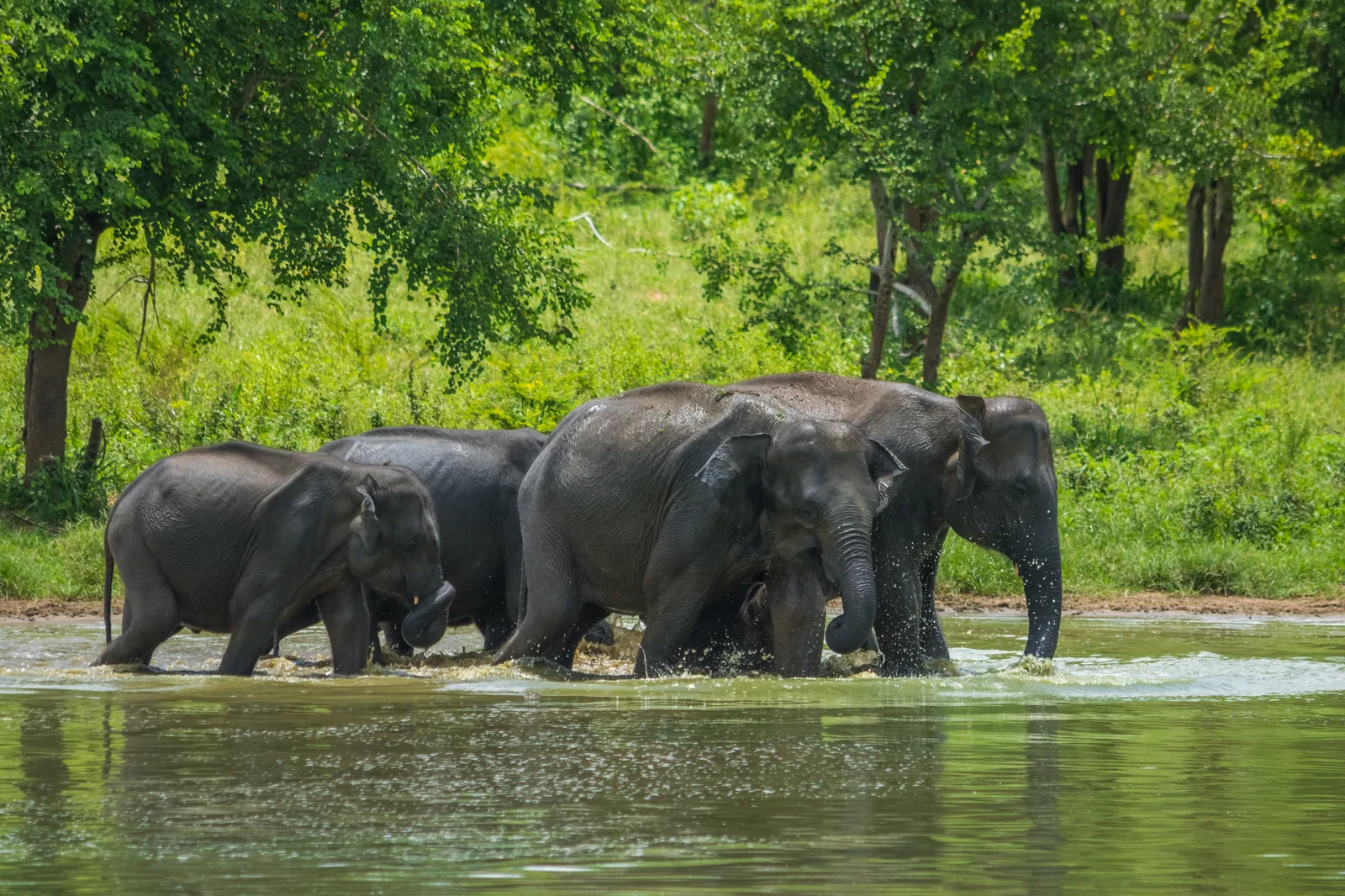 Sri Lanka Classic: Ancient Citadels to Coastal Paradises