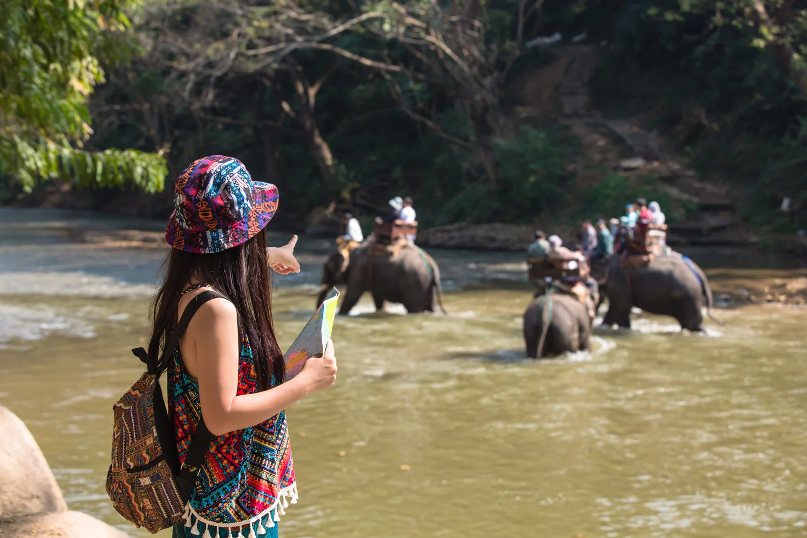 Wildlife & Safari