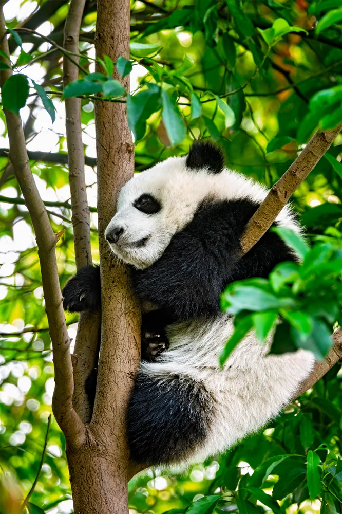 Meeting pandas up close was our favourite memory from Chengdu